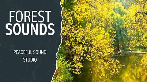 Relaxing Jungle Ambience | Rainforest Sound With Bird Singing and Cricket Sound | Jungle Sound