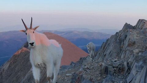 Hiker and mountain goats meet on Bridger Range summit