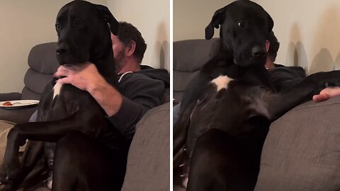 Clingy Great Dane Just Wants Her Dad's Cuddles And Hugs