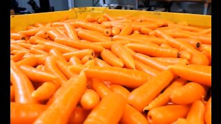 How to produce fresh carrots
