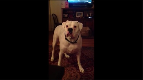 Tired boxer argues with owner about bedtime