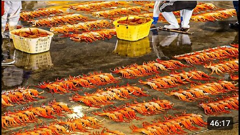 Producing Millions Tons of Seafood Every Day - Asian Seafood Processing Factory - Fish Processing