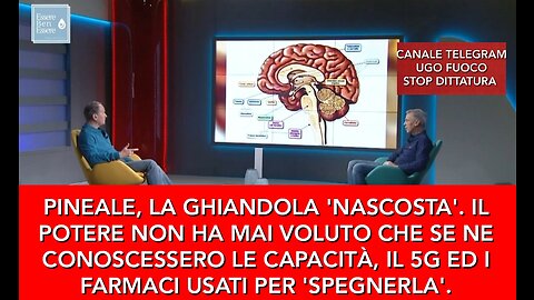 PINEALE, LA GHIANDOLA DELL'ANIMA