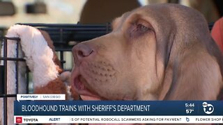 Bloodhound trains with San Diego Sheriff's Office