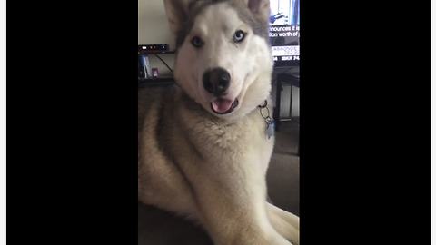 Vocal husky refuses to let owner leave home