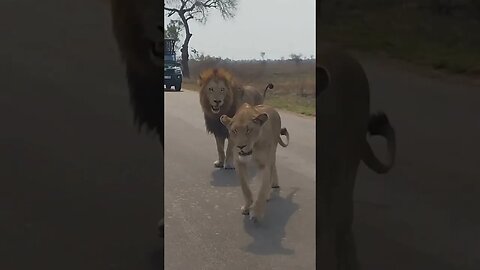 Animal honeymoon tour on the street Kruger national park