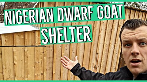 Nigerian Dwarf Goat Shelter Tour ||Affordable Shelter||