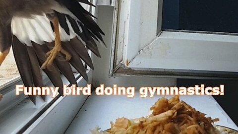 Funny bird doing gimnastics!