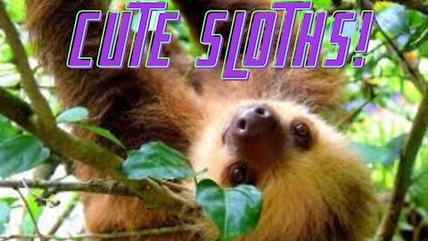 Funny Baby Sloths! Cutest and Funniest Sloth Videos in the World