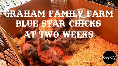 Graham Family Farm: Blue Star Chicks at 2 Weeks