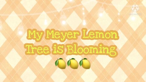 My Blooming Meyer Lemon Tree
