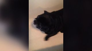 Prancing Pug Loves Bath Time