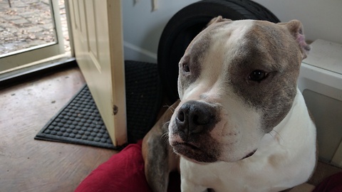 Puppy Is Not Afraid If Treats Are Involved