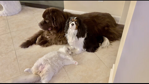 Newfy, Cav, and Ragdoll are three unlikely best friends