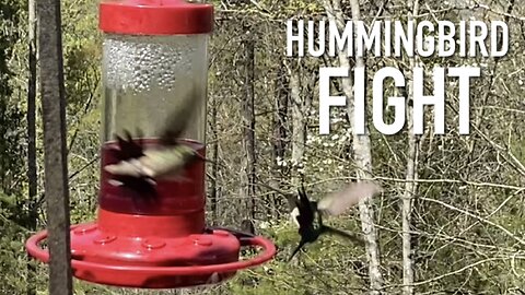 Hummingbird Fight