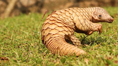Pangolins: This Dinosaur-Like Creature Might Disappear Forever