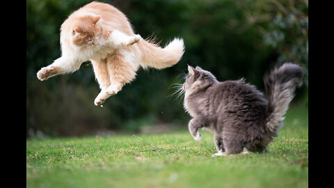 Kittens fight - mother cat punishes her kittens