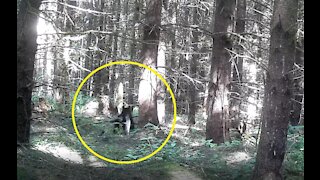 Black Bear Dragging Large Stick Caught on Camera