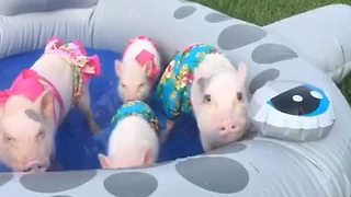 Mini pigs enjoy mini pool party