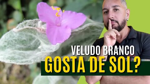 Veludo Branco gosta de sol? Como cuidar, regar e adubar Tradescantia sillamontana