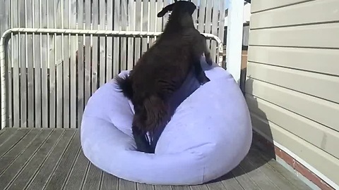 This Cool Goat Is On A Mission To Balance On A Blow-Up Chair