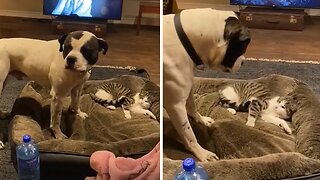 Dog gets hilariously annoyed of cat stealing his bed