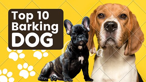 Top 10 dog barking video| Dogs bark l Pets barking