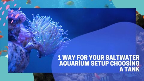 1 Way For Your Saltwater Aquarium Setup Choosing A Tank