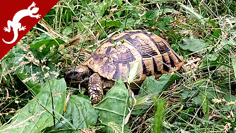 Turtle in the Garden - Testudo hermanni