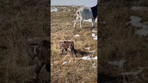 Just baby #goats 🐐#kid #goatkid #spring #homestead #prepping #oasis