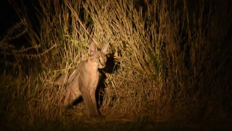 African Cats, Big and Small | Lion Roar | Ethiopia