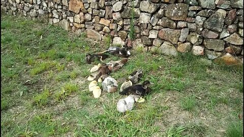 Muscovy cross ducklings and Muscovy ducklings had a big day having an afternoon nap 2nd January 2022
