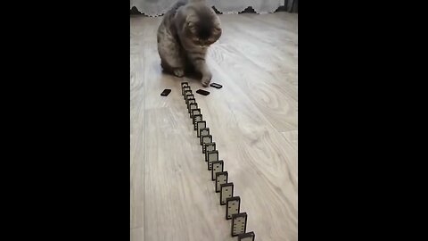 A cat and dominoes.