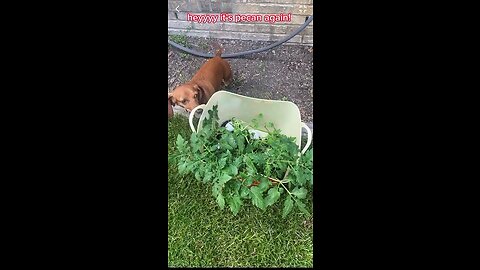 Planting tomatoes with pecan!