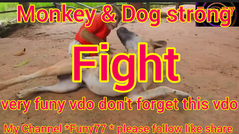 Dog & Monkey Strong Fight. Very Funy Vdo