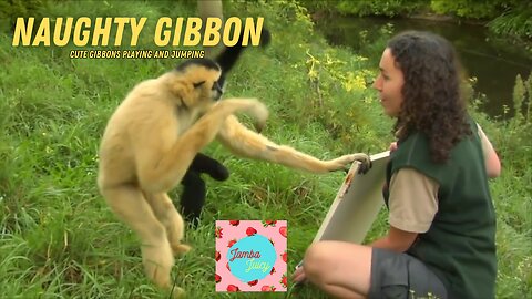 Jungle Gym Fun: Adorable Gibbons at Play