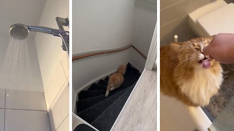 Cat Has Funny Reaction When The Owner Turns On The Shower