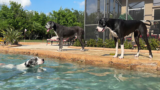 Rescued Great Dane Proudly Goes For Her First Swim In The Pool