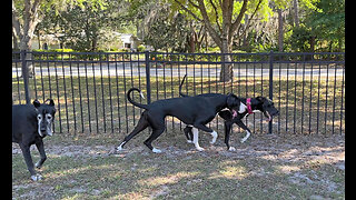 Great Danes Have Fun Running & Rolling With New Rescue Dog Friend
