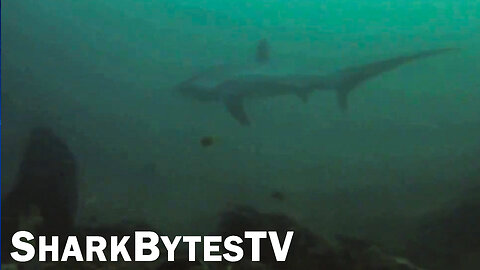 Submarine Sharks Caught on Camera, Shark Bytes TV Ep.16 - Searching for the Rare Thresher