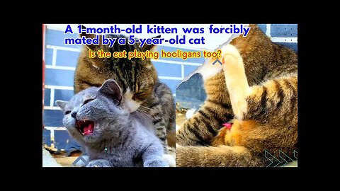 How pitiful! A 1-month-old kitten was forcibly mated by a 5-year-old cat.#cat#pet#cat mating#kitten