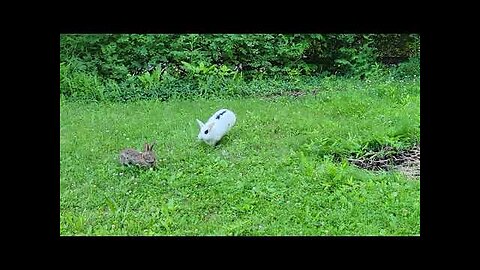 Pet rabbit meets wild rabbit for the first time