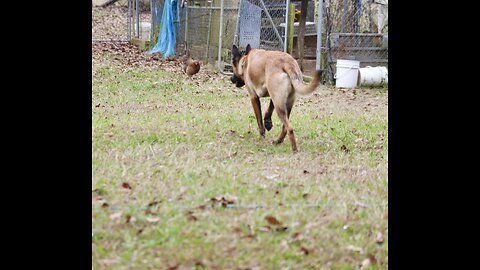 Belgian Malinois dog chasing chickens learns many lessons.