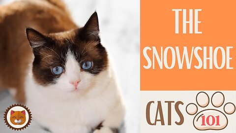 🐱 Cats 101 🐱 SNOWSHOE CAT - Top Cat Facts about the SNOWSHOE