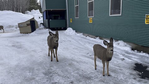 Mule deer in McCall, ID