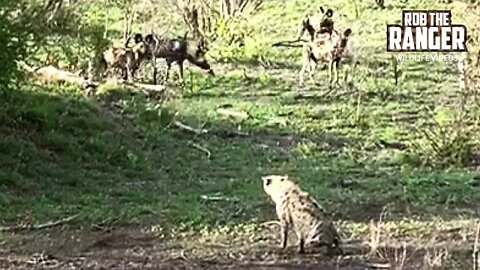 Wild Dogs Chase Hyenas
