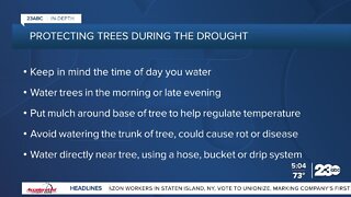 How to water trees during a drought
