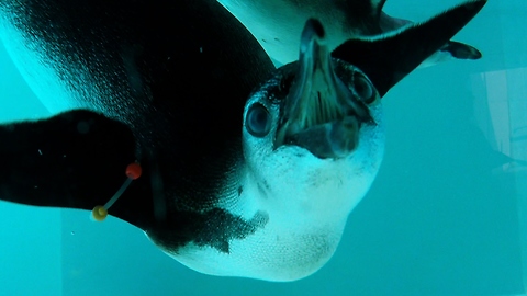 Penguins go crazy over GoPro attached to glass