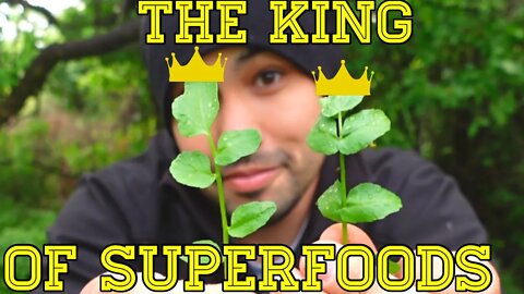 Foraging the King of Superfoods! (Watercress)