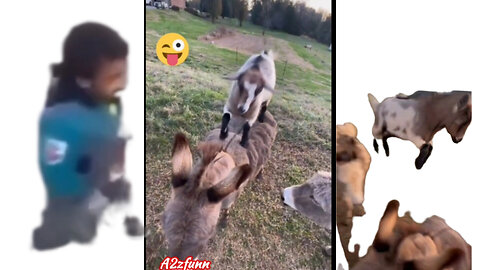 Funniest goat 🐐,dogs 🐕 and Cats videos 😂 best funny video Part 22